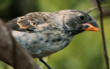 ๵ȸGeospiza fortis